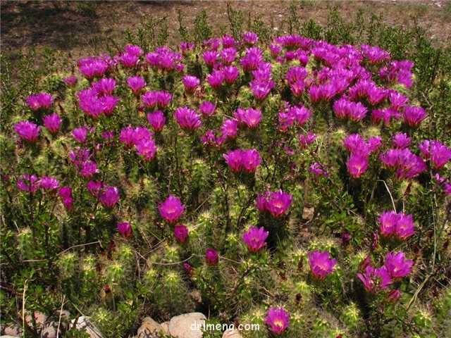 灰色虾 Echinocereus cinerascens