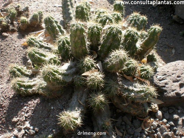 灰色虾 Echinocereus cinerascens