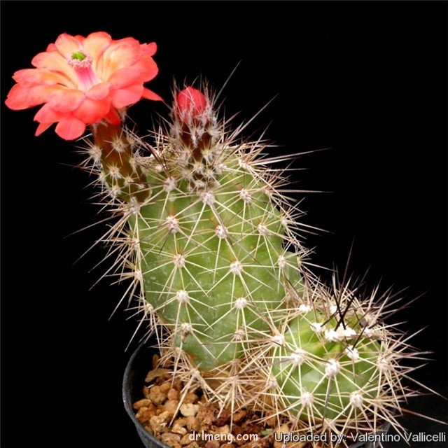 Echinocereus coccineus subs. paucispinus1