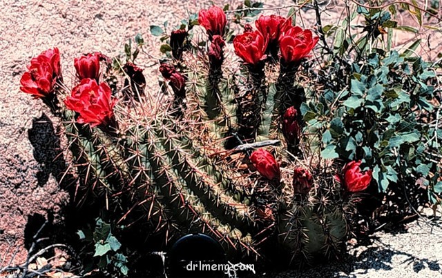 Echinocereus coccineus var. arizonicus1