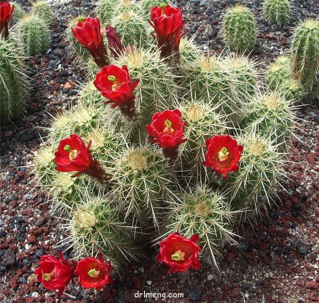 Echinocereus coccineus var. arizonicus2