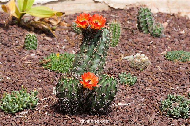 Echinocereus coccineus var. gurneyi1