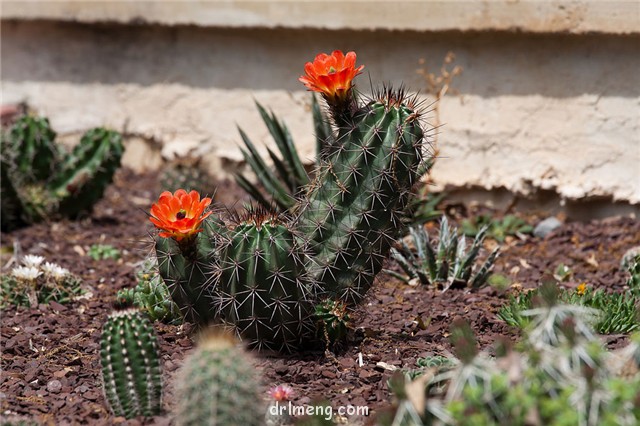 Echinocereus coccineus var. gurneyi1