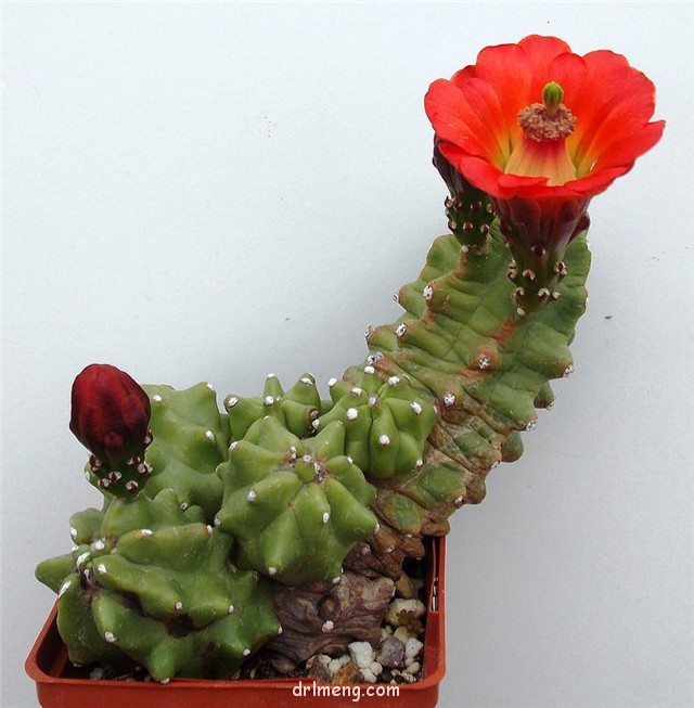 鬼见城 Echinocereus coccineus var. inermis