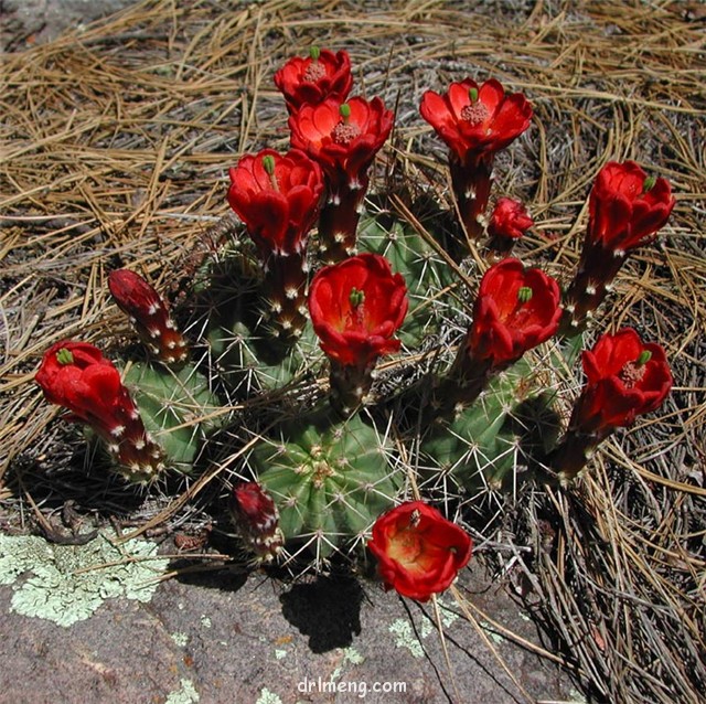 绯虾 Echinocereus coccineus