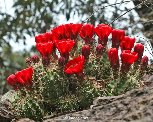 绯虾 Echinocereus coccineus