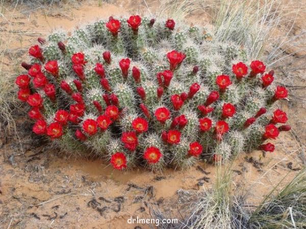 绯虾 Echinocereus coccineus