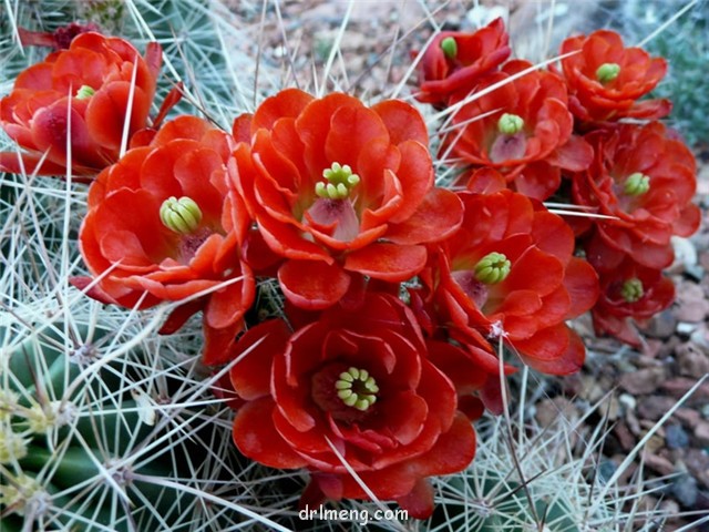 绯虾 Echinocereus coccineus