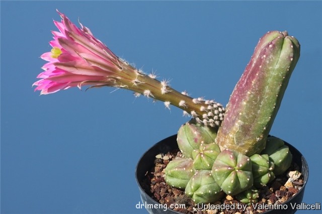 黄瓜 Echinocereus cucumis