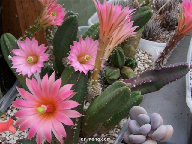 黄瓜 Echinocereus cucumis