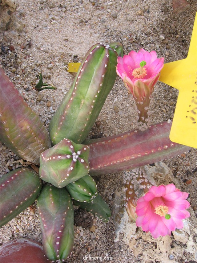 黄瓜 Echinocereus cucumis