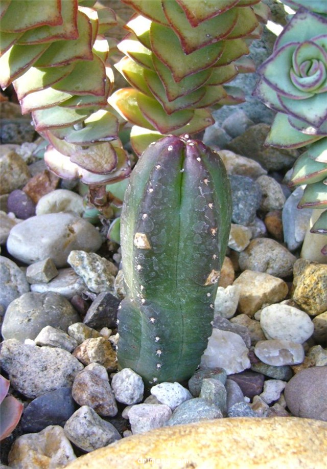 黄瓜 Echinocereus cucumis