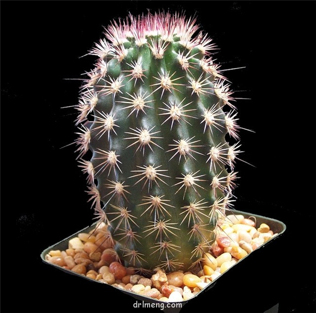 中刺御旗Echinocereus dasyacanthus var. rectispinus