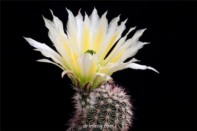 中刺御旗Echinocereus dasyacanthus var. rectispinus