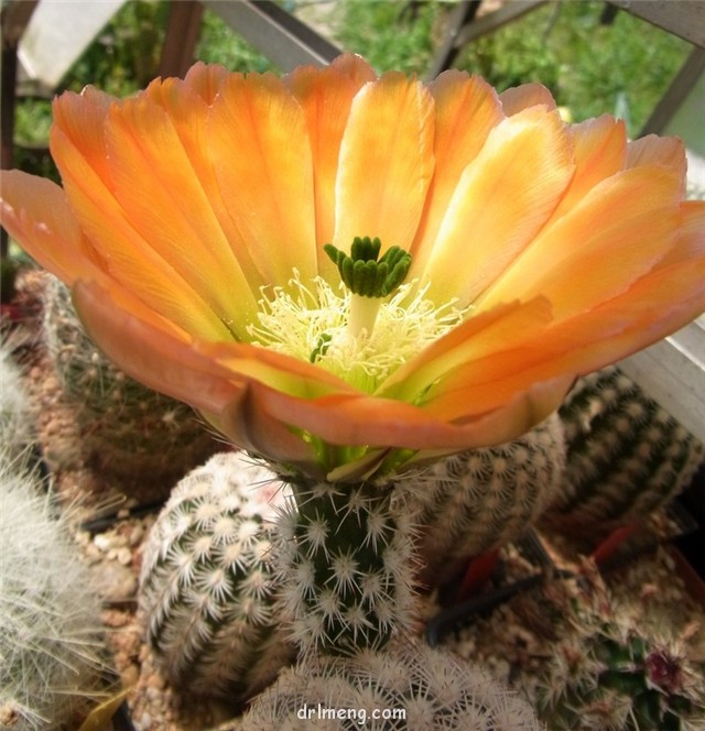 Echinocereus dasyacanthus var. ctenoides