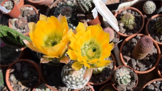 Echinocereus dasyacanthus var. ctenoides