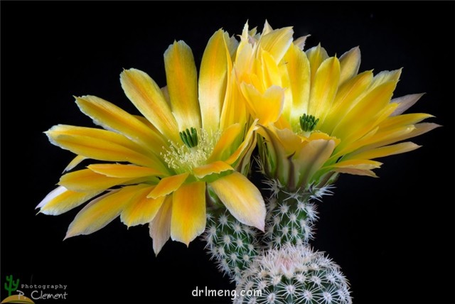 Echinocereus dasyacanthus var. ctenoides