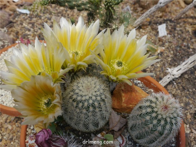 御旗 Echinocereus dasyacanthus