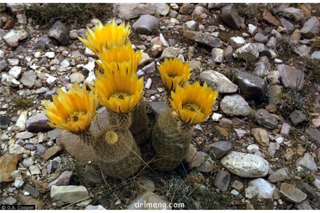 御旗 Echinocereus dasyacanthus