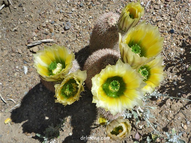 御旗 Echinocereus dasyacanthus