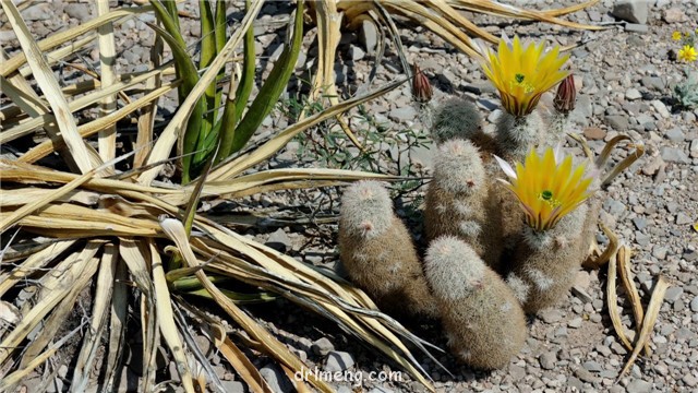 御旗 Echinocereus dasyacanthus