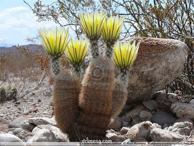 御旗 Echinocereus dasyacanthus