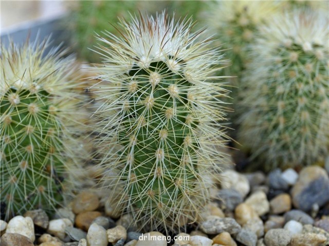 翁锦 Echinocereus longisetus subs. delaetii