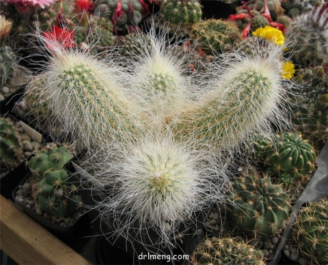 翁锦 Echinocereus longisetus subs. delaetii