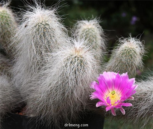 翁锦 Echinocereus longisetus subs. delaetii