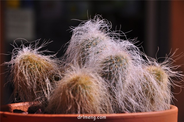 翁锦 Echinocereus longisetus subs. delaetii