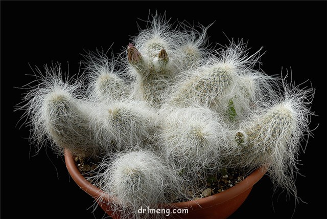 翁锦 Echinocereus longisetus subs. delaetii