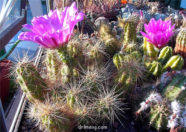 雪岚、竜妃、翁山錦 Echinocereus-dubius