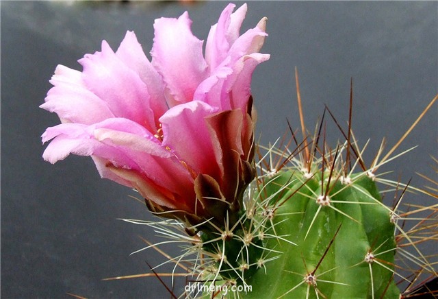 雪岚、竜妃、翁山錦 Echinocereus-dubius