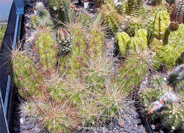 雪岚、竜妃、翁山錦 Echinocereus-dubius