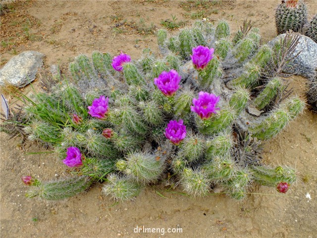 九刺虾 Echinocereus enneacanthus