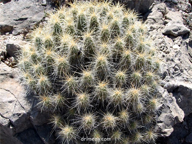 九刺虾 Echinocereus enneacanthus