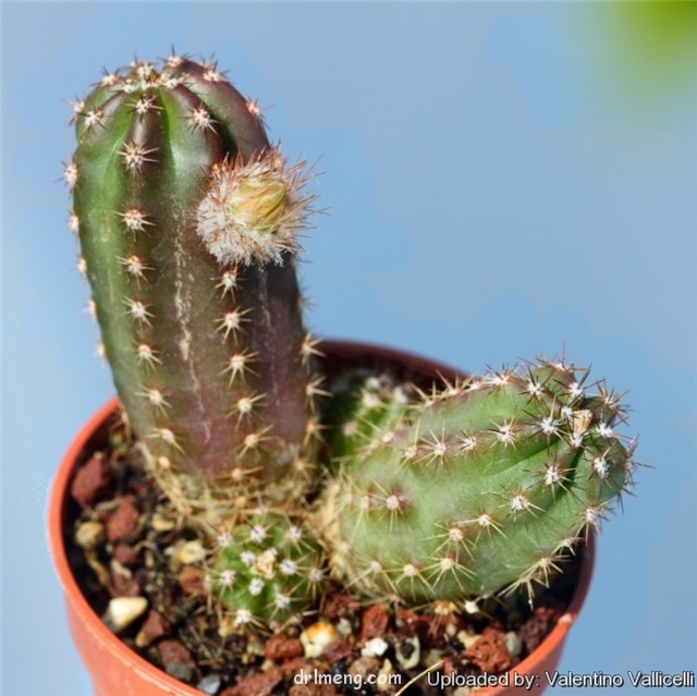 Echinocereus scheeri var. gentryi