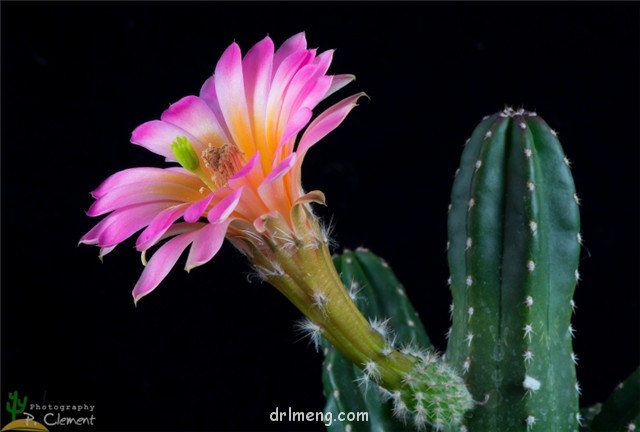 Echinocereus scheeri var. gentryi