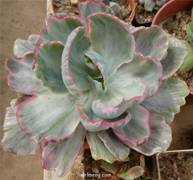 飞云 Echeveria flying cloud