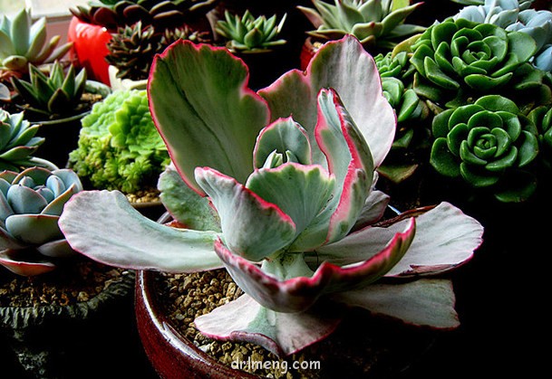 飞云 Echeveria flying cloud