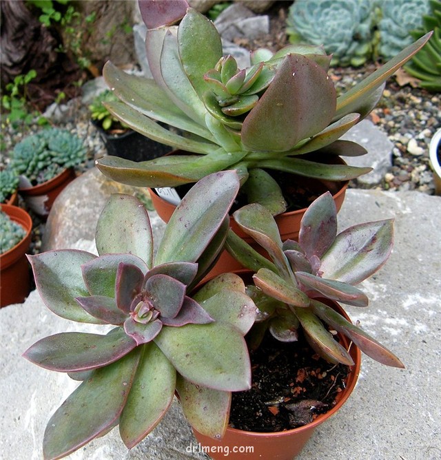 花筏 Echeveria Hanaikada