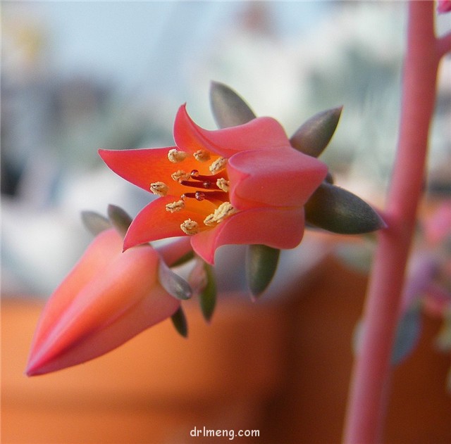 花筏 Echeveria Hanaikada