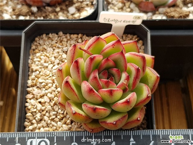 女士手指 Echeveria agavoides Ladys finger