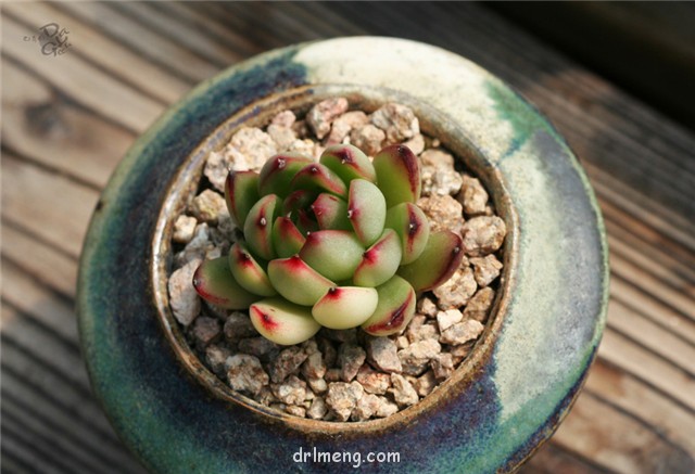 女士手指 Echeveria agavoides Ladys finger