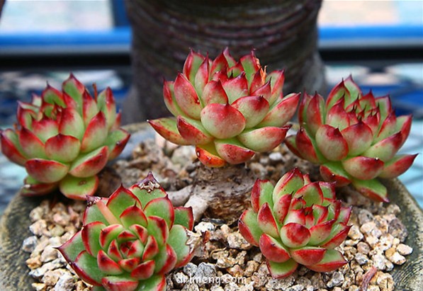 女士手指 Echeveria agavoides Ladys finger