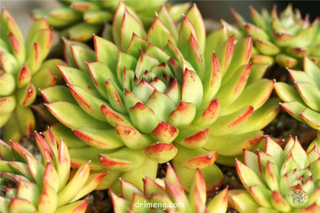 女士手指 Echeveria agavoides Ladys finger