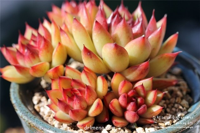 女士手指 Echeveria agavoides Ladys finger