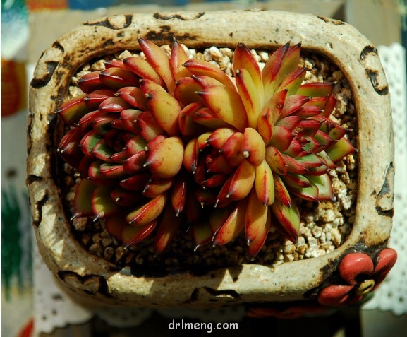 女士手指 Echeveria agavoides Ladys finger