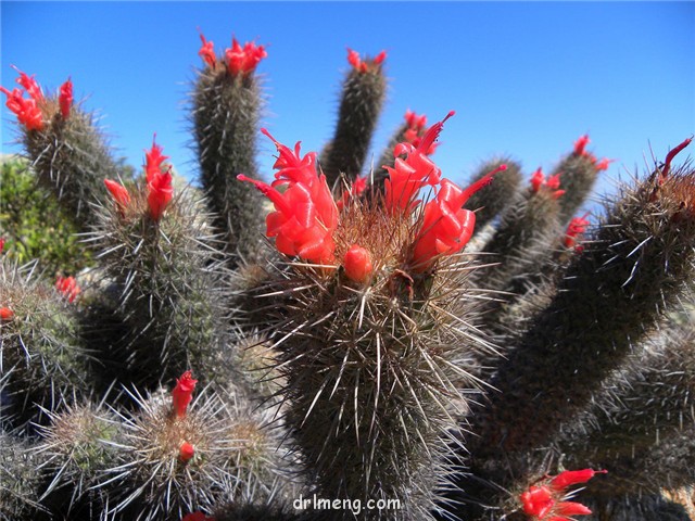 Mammillaria halei1