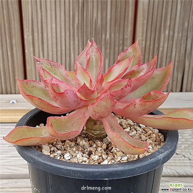 米纳斯 Echeveria Minas